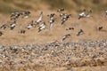 Flock of sandpiper birds flying over pebble strewn beach. Select Royalty Free Stock Photo