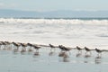 Flock of sandpiper wading water birds running on a beach in Santa Cruz, California