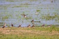 A flock of Sandpiper in wet land