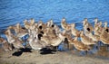 Flock of sandpipers resting along the Newport Back Bay, Southern California. Royalty Free Stock Photo