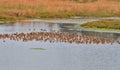 A Flock of Sandpipers