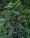 flock of scaly breasted munia on tree branch Royalty Free Stock Photo