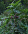 flock of scaly breasted munia on tree branch Royalty Free Stock Photo