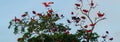 Flock of Scarlet Ibis on a tree in Brazil
