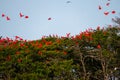 Flock of Scarlet Ibis. The birds dormitory.