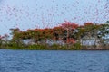 Flock of Scarlet Ibis. The birds dormitory.