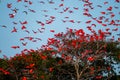 Flock of Scarlet Ibis. The birds dormitory.