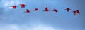 Flock of Scarlet Ibis flying