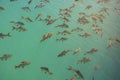 Flock of Schwanenfeld`s Tinfoil Barb fish in a dam, Thailand