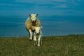 A flock of Scottish Blackface sheep Royalty Free Stock Photo