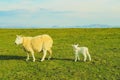 A flock of Scottish Blackface sheep Royalty Free Stock Photo