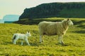 A flock of Scottish Blackface sheep Royalty Free Stock Photo