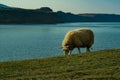 A flock of Scottish Blackface sheep Royalty Free Stock Photo