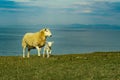 A flock of Scottish Blackface sheep Royalty Free Stock Photo