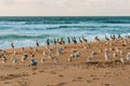 Flock of sea birds on the beach, colony of pelicans and seagulls, California