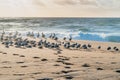 Flock of sea birds on the beach, colony of pelicans and seagulls, California