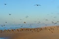 Flock of sea birds on the beach at sunset. Sand beach, and great colony of pelicans and seagulls, California