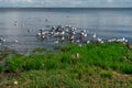 Flock of sea birds seagulls having a rest on a sunny Baltic coast.