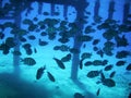 A flock of sea fish under the water near the pillars. Scissortail sergeant Royalty Free Stock Photo