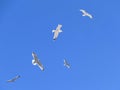 Flock of sea gulls in action in blue sky Royalty Free Stock Photo