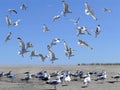 Flock of sea gulls in action Royalty Free Stock Photo