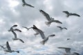 Flock of Sea-Gulls in the Baltic