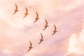 Flock of sea gulls flies in a jamb in the shape of a triangle against the sunset sky of pink shades Royalty Free Stock Photo