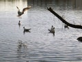 Flock of sea gulls floating and flying at the city pond Royalty Free Stock Photo