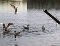 Flock of sea gulls floating and flying at the city pond Royalty Free Stock Photo