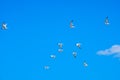 A flock of sea gulls flying in the blue sky against the background of cumulus clouds. Lovely wild birds on a sunny