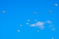 A flock of sea gulls flying in the blue sky against the background of cumulus clouds. Lovely wild birds on a sunny