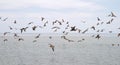 Flock of seabirds Royalty Free Stock Photo