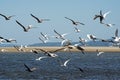 Flock of seabirds flying