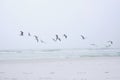 Flock of seabirds. Foggy day at Destin, Florida`s Panhandle