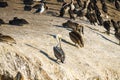 Flock of seabirds, pelicans, cormorants, seagulls, close up sitting on a cliff top at sunset Royalty Free Stock Photo