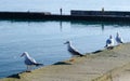A flock of seabirds are sitting on the fence. Seagulls are sitting by the sea. Royalty Free Stock Photo