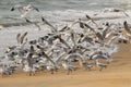 Flock of seagull in beach takeoff Royalty Free Stock Photo