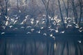 Flock of seagull birds flying above the lake in winter migration