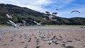 flock of seagull birds flying nearby, on the beach and with many hills in spring