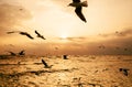 Flock of Seagull birds flying over peaceful sea at Bang Pu, Samut Prakarn near Bangkok - Thailand Royalty Free Stock Photo