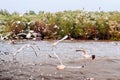 Flock of Seagull birds flying over peaceful sea at Bang Pu, Samut Prakarn near Bangkok - Thailand Royalty Free Stock Photo