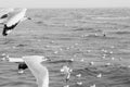 Flock of Seagull birds flying over peaceful sea at Bang Pu, Samut Prakarn near Bangkok - Thailand Royalty Free Stock Photo