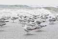 Flock of seagull Royalty Free Stock Photo