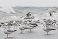 Flock of seagull Royalty Free Stock Photo