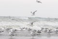Flock of seagull Royalty Free Stock Photo