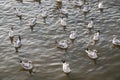 Flock of seagull floating on sea Royalty Free Stock Photo