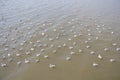 Flock of seagull floating on the sea waiting for food from humans