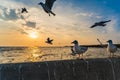 Flock Seagull are Flying on sunset background ,Bang poo ,Samutpr Royalty Free Stock Photo