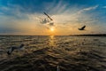 Flock Seagull are Flying on sunset background ,Bang poo ,Samutpr Royalty Free Stock Photo