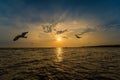 Flock Seagull are Flying on sunset background ,Bang poo ,Samutpragan, Thailand Royalty Free Stock Photo